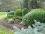 Topiary6